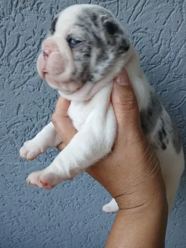 Filhote de Bulldog Francês