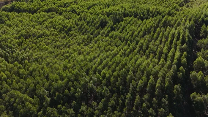 Fazenda em Engenheiro Navarro ?