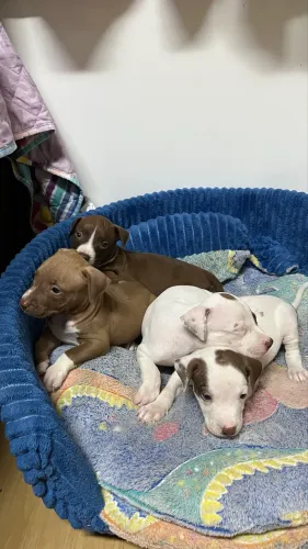 Filhotes Pit Bull
