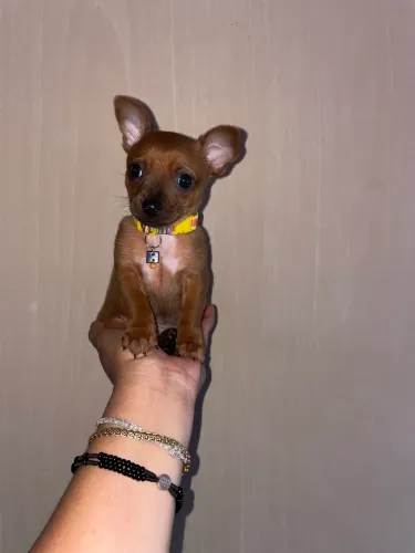Pinscher macho n°1