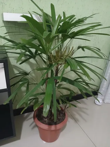 Palmeira Ráfia