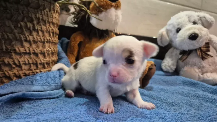 Chihuahua macho 