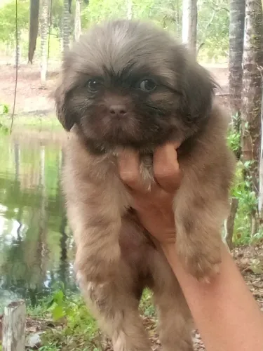 Macho raça pura Shih Tzu