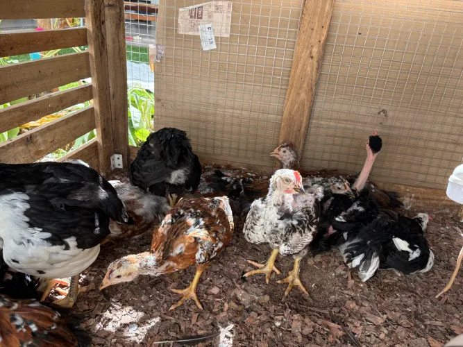 Frango GSB