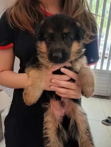 Filhote de cachorro