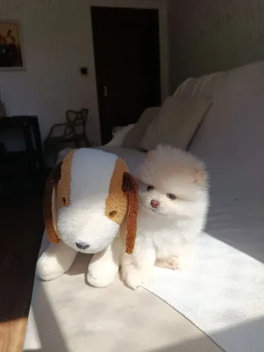 Macho Luluzinho anao