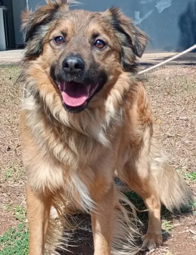 Doação de cachorro