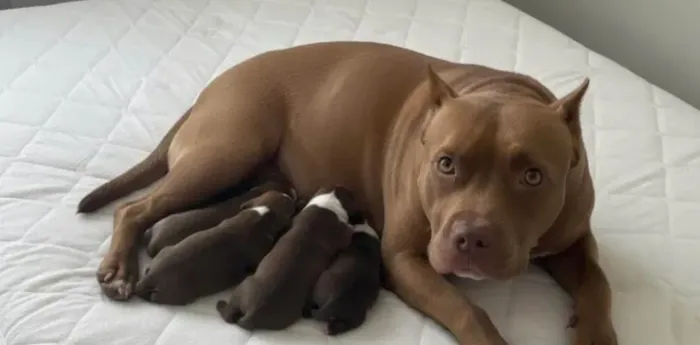 Doação filhotes de pitbull