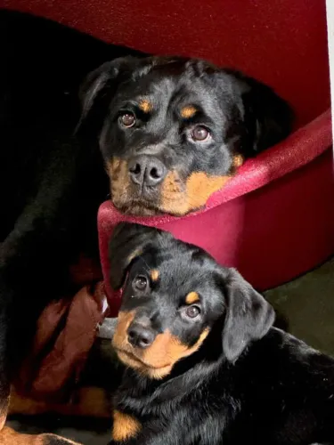 Filhote rottweiler, transforme sua vida para sempre!
