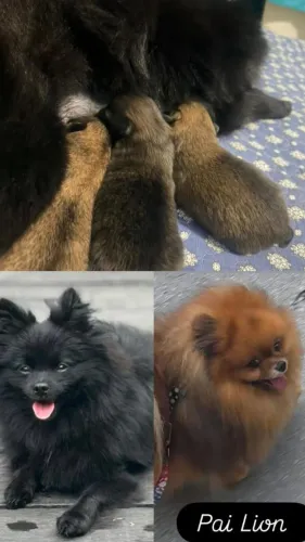 Spitz alemão/lulu da pomerânia macho