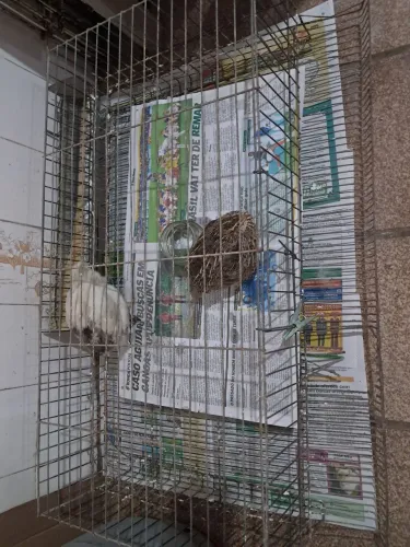 Gaiola com 2 codornas
