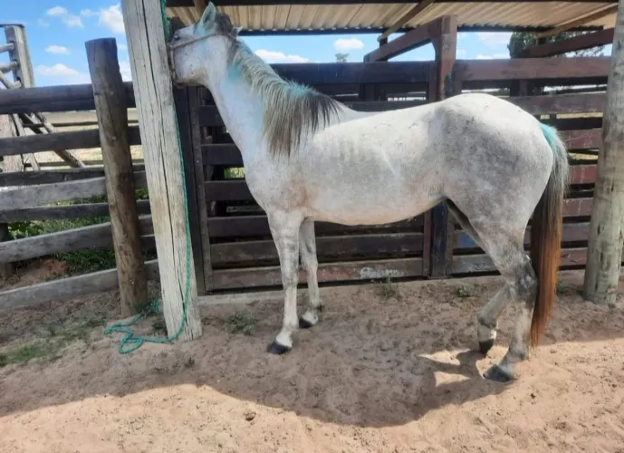 Égua Quarto de Milha