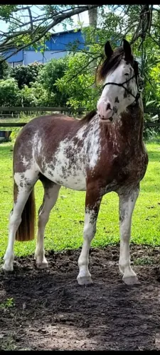 Cavalo Crioulo