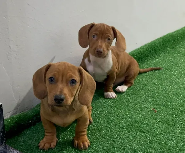 Daschund pelo curto -Preto e canela/Chovendo/Caramelo.