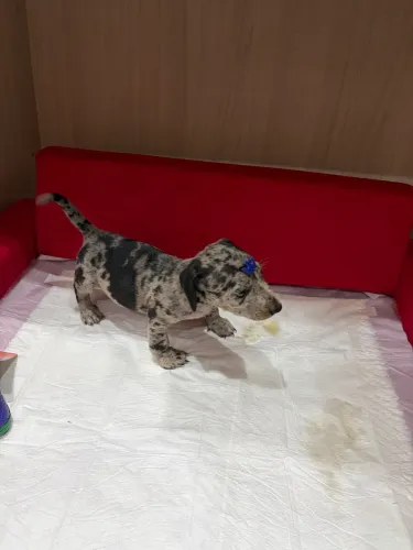 Filhote de cachorro