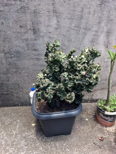 Cacto Monstro Lindo e Saudável - 40 cm (Decoração / Coleção / Planta / Suculenta)