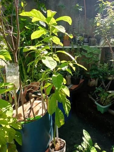 mudas plantas em geral