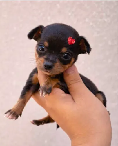 Fêmea de Pinscher 00