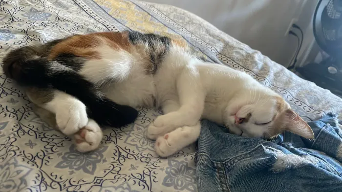 Doação de gata 