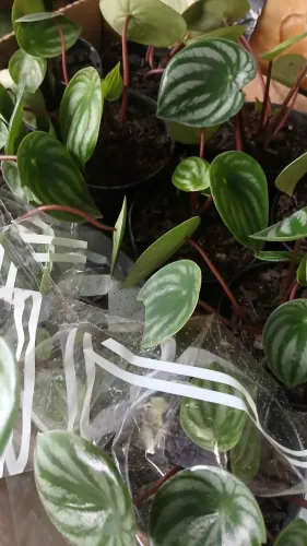 Peperomia melancia