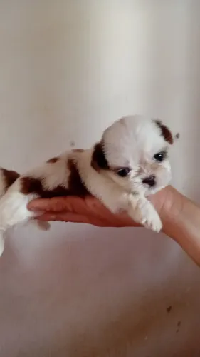 vende-se shih tzu