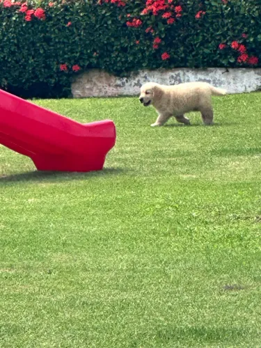 Filhote de golden com 9 meses.R$ 1.000,00