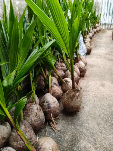 Coqueiro Anão