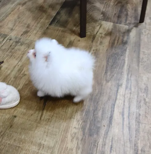 Spitz machinho branco neve