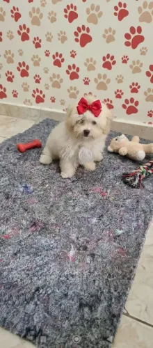 Poodle fêmea