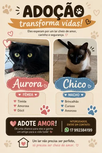 Casal de gatinhos disponíveis par adoção!