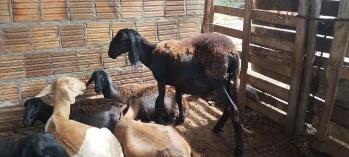 Borrego berganes