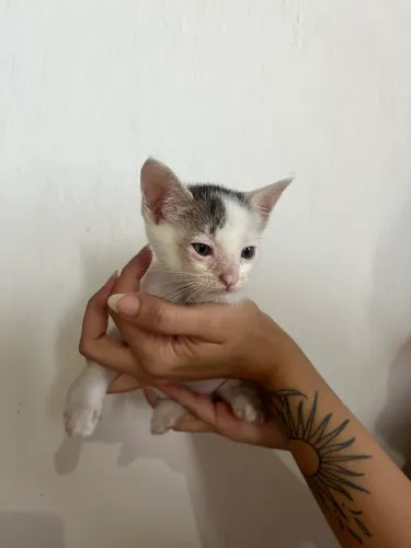 GATINHOS PRA ADOÇÃO