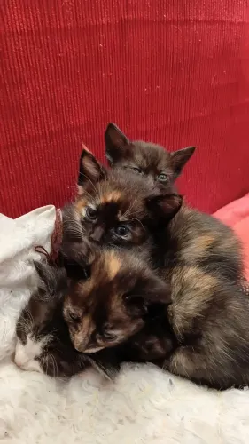 URGENTE! Gatas para doação e já comem ração.