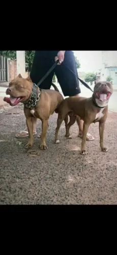 Pitbull Pit Bull