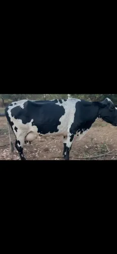 Vaca