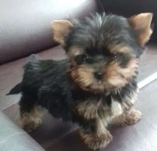 Yorkshire terrier (machinho)