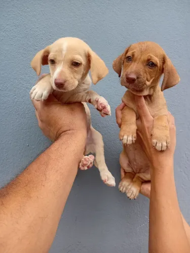 Teckel salsicha cruzado poodle filhotes fêmeas.