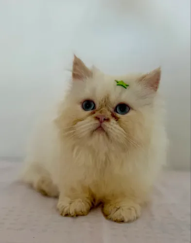 Gato persa