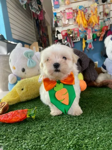 Maltês machinho um príncipe 