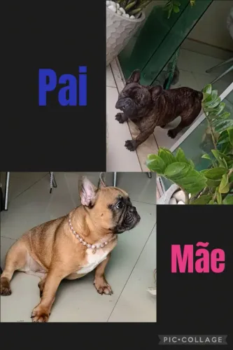 Filhotes de buldogue francês 