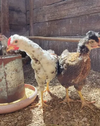 Galinha galo GSB