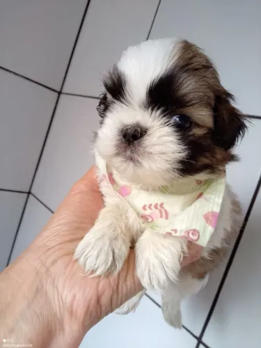 Filhote de lhasa apso 