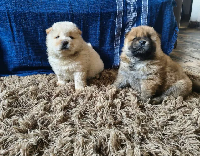 Lindos Chow chow 