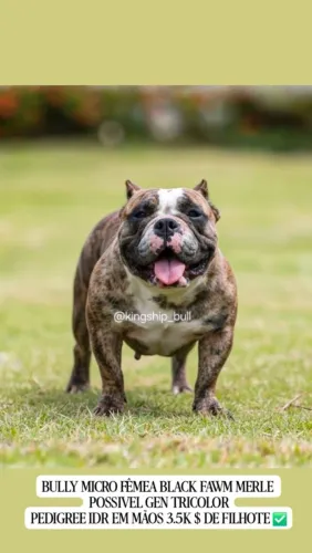 Exotic Bully Merles e Tri OPORTUNIDADE 