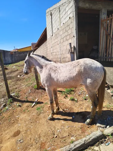 Cavalo de marcha picada