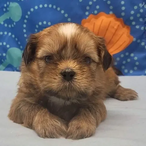 Shih tzu:Filhotes super carinhoso e saudáveis