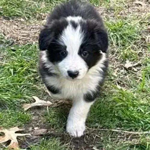 Border Collie,Border Collie Filhote Estrutura Perfeita Disponível