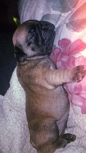 Promoção único filhote Pug