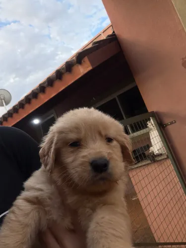 Golden retriever 