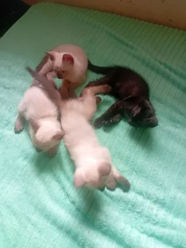 Estou doando 4 gato 2 mês 2 macho duas fêmea 